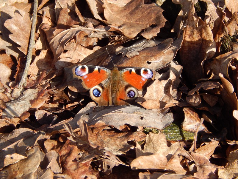 Parco del Ticino 9/2/14 :Aglais io